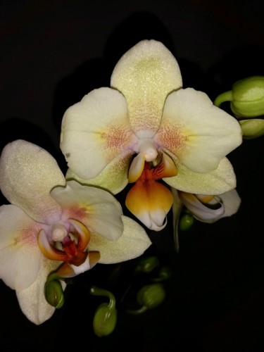 орхидеи продажа киев и украина, орхидеи купить недорого, орхидеи бабоч
