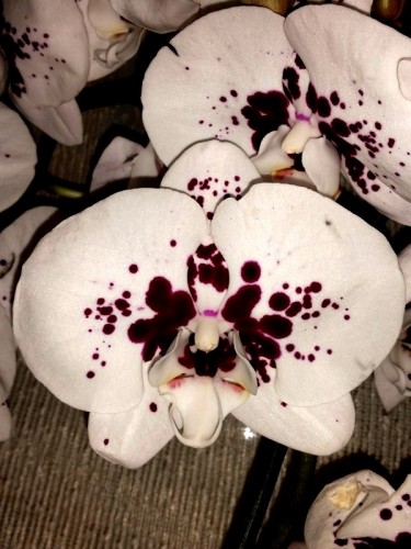 крупные королевские орхидеи недорого, орхидеи продажа киев и украина;