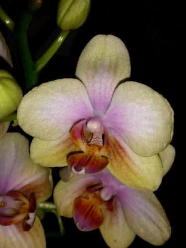 орхидеи продажа киев,орхидеи купить, орхидеи миди мультифлора, орхидеи