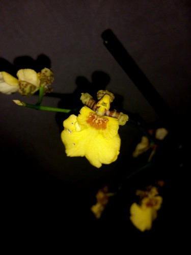 орхидеи купить недорого киев и украина,орхидеи продажа,ОНЦИДИУМорхидеи