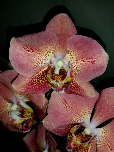 орхидеи продажа киев,орхидеи купить,фаленопсис леко фантастик,leco fan
