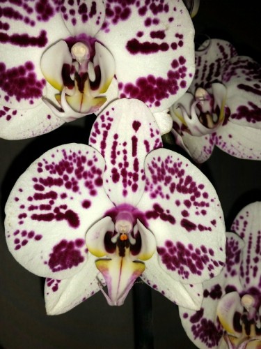 НЕДОРОГИЕ ОРХИДЕИ КУПИТЬ, уценка орхидей киев купить,орхидеи почтой;