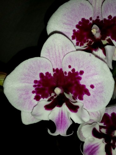 орхидеи продажа киев, биг лип фаленопсис купить недорого;