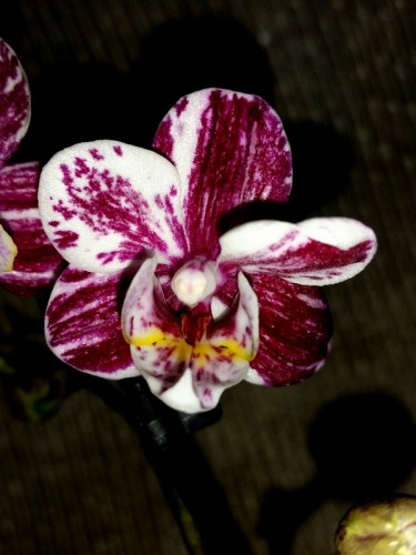 миниорхидеи,минифаленопсисы бабочки,восковые орхидеи,орхидея шоколад;