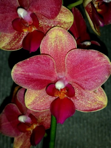 красные орхидеи купить недорого;