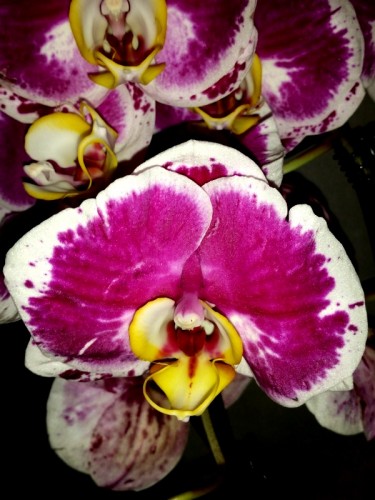 орхидеи купить недорого киев и украина,орхидеи продажа,фаленопсис каск