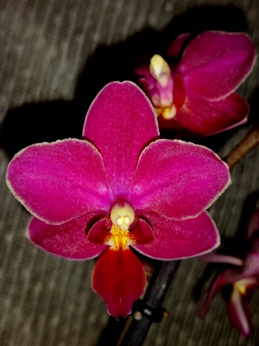 орхидея мультифлора купить недорого,орхидея мультифлора продажа,орхиде