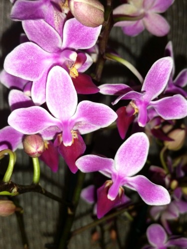 эквестрис орхидея сортовая,орхидея мультифлора купить недорого, орхиде