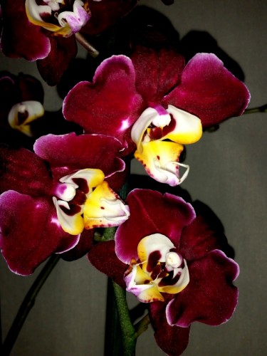 орхидеи продажа киев,орхидеикупить, орхидея черный воск;
