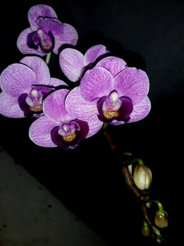 миниорхидея купить недорого,сиреневая орхидея купить недорого;