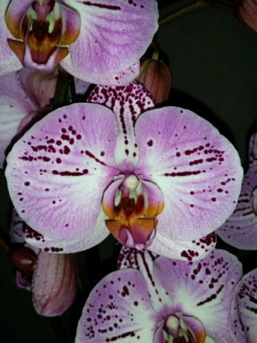 орхидеи продажа киев и украина,сиреневый фаленопсис купить;