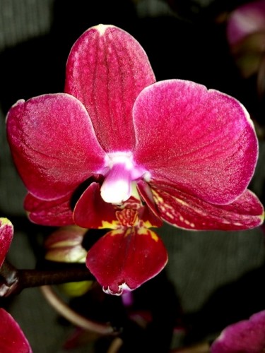 фаленопсис миди мультифлора купить недорого, орхидея фаленоп