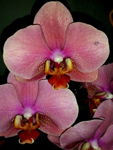 орхидеи, орхидеи продажа, орхидеи киев, орхидеи покупка,орхидея уход,о