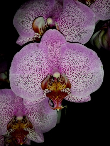 орхидеи продажа киев, орхидеи купить недорого киев и украина,розовый д