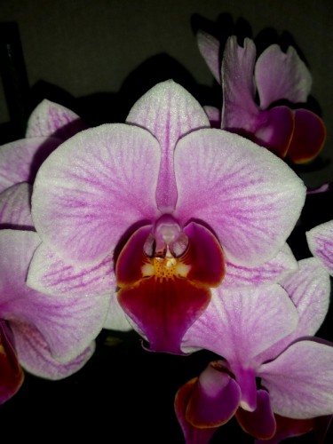 орхидеи,орхидеи фото,орхидеи киев,орхидеи купить,орхидея мультифлора,