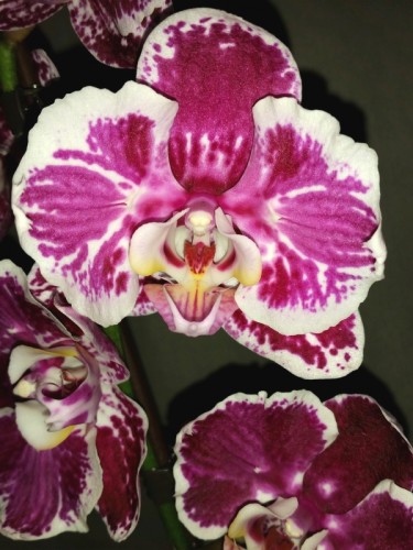 орхидеи продажа киев, орхидеи купить недорого киев и украина,орхидея б