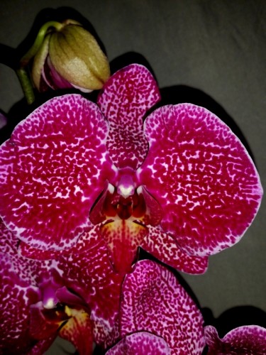 орхидеи купить недорого киев и украина,орхидеи продажа,фаленопсис КРУП