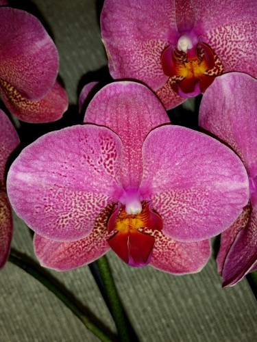 орхидеи продажа киев,орхидеи персиковые,орхидея почтой ДЛЯ ПОДАРКА