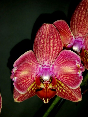 орхидеи продажа киев и украина,орхидеи купить,орхидеи бабочки всок,фал
