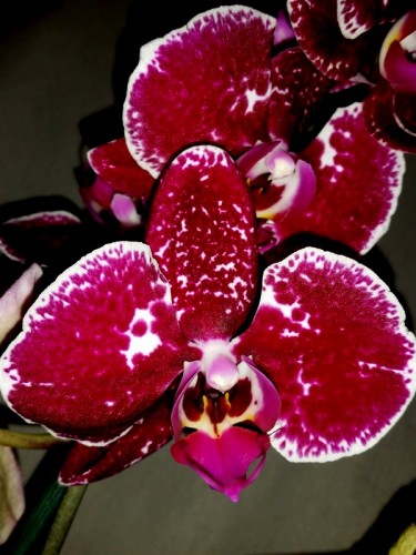 орхидеи, орхидеи купить киев,орхидеи покупка, орхидеи продажа,орхидеи
