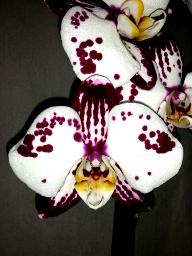 орхидеи продажа киев, орхидеи купить недорого киев и украина,фаленопси