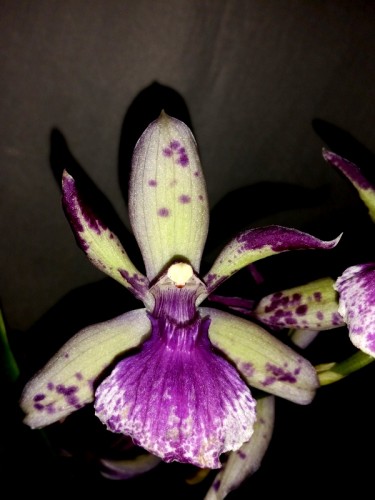зигопеталум орхидея черная,ароматная орхидея,орхидеи купить недорого;