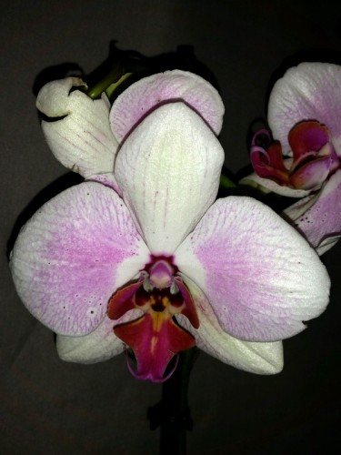 орхидеи продажа киев,орхидеи купить недорого;
