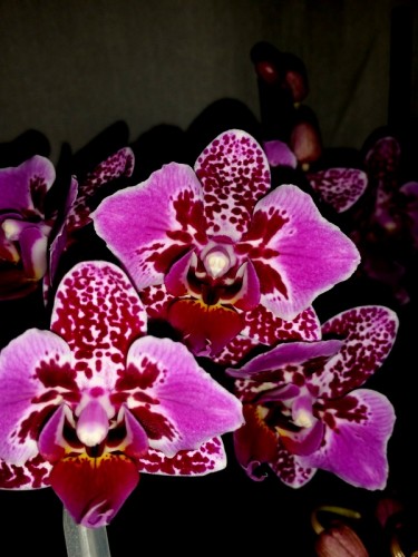 орхидеи продажа киев, орхидеи купить киев и украина,фаленопсис мультиф