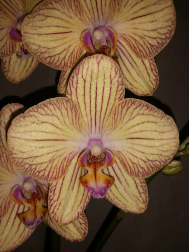 уценка орхидей киев купить, дешевые орхидеи киев купить;