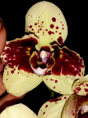 орхидеи,орхидеи продажа,орхидеи купить,фаленопсис албуфейра,пилорик;