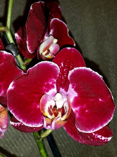 красный фаленопсис купить,орхидеи почтой;