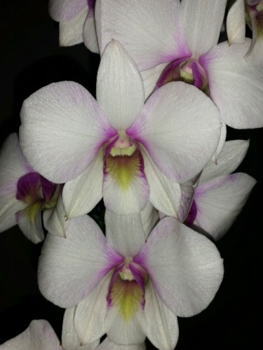 орхидеи продажа киев, дендрофаленопсис купить недорого,уценка орхидей,