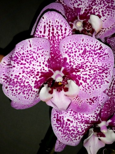 орхидеи продажа киев, орхидеи крупные купить,орхидеи биг липс,оптифлор