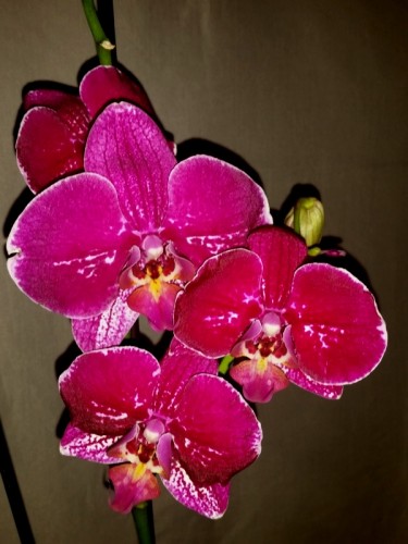 орхидеи купить недорого киев и украина,орхидеи продажа,фаленопсис круп