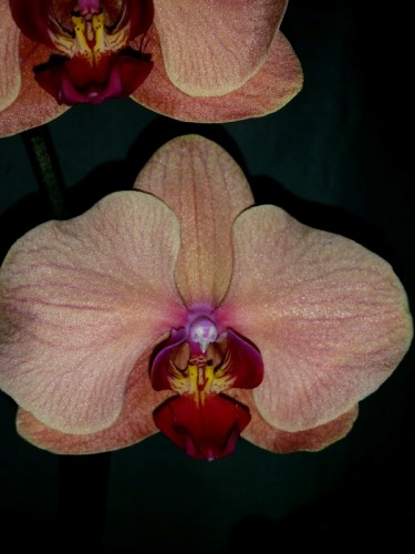 орхидеи продажа киев, орхидеи крупные купить,орхидеи ОРАНЖЕВЫЕ, КОРАЛЛ
