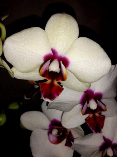орхидеи продажа киев,орхидеи купить недорого,орхидеи восковые мультифл