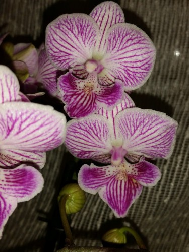 фаленопсис биг лип мультифлора купить киев и украина, орхидеи почтой,р
