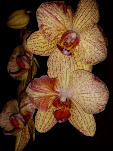 орхидеи продажа киев, орхидеи крупные купить,орхидеи желто-оранжевые;
