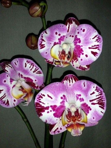 орхидеи продажа киев,орхидеи купить киев и украина, фаленопсис крупный