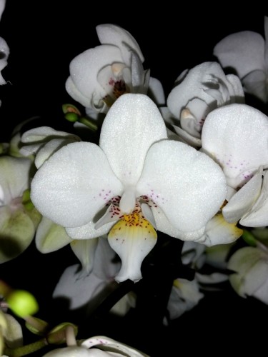 орхидеи продажа,орхидеи купить,фаленопсис мультифлора,дикая орхидея;