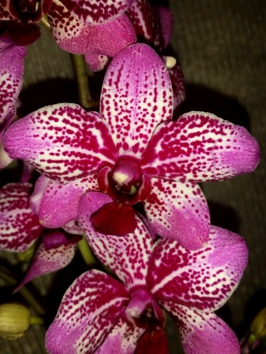 ВОСКОВАЯ КРАСНАЯ орхидея,сортовики от оптифлор;