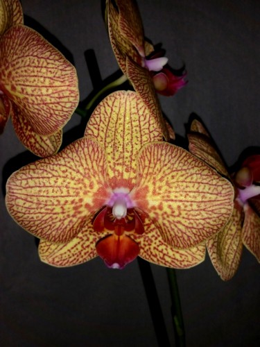 орхидеи продажа киев,орхидеи купить недорого,орхидеиуценка;