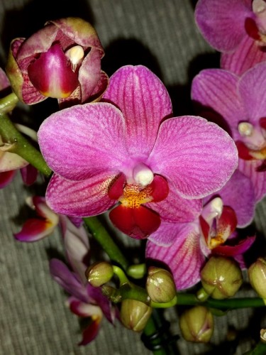 орхидеи продажа киев и украина,МУЛЬТИФЛОРА орхидея купить для подарка,
