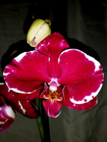 орхидеи продажа киев, орхидеи купить недорого киев и украина,орхидеи к