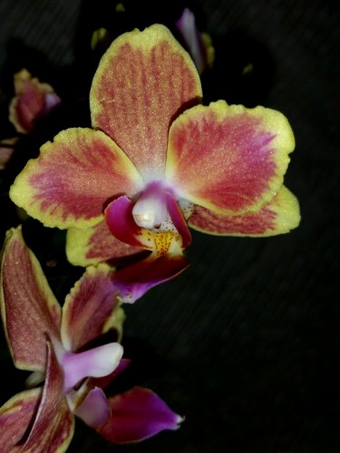 орхидеи восковые продажа киев,миди мультифлора желто-красная,купить ор