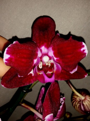 орхидеи продажа киев,орхидеи купить,черный ВОСКОВИК орхидея;