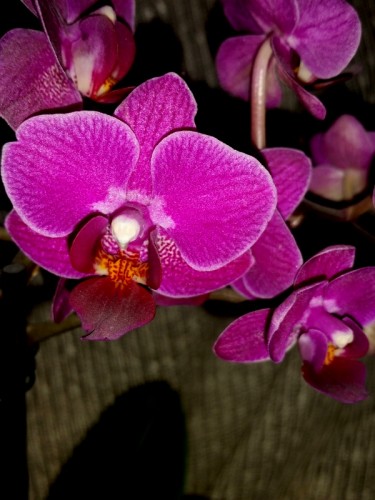 миниорхидеи,минифаленопсисы,лиловые орхидеи, купить орхидею недорого;